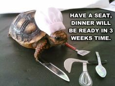 turtle chef